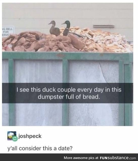 Duck couple