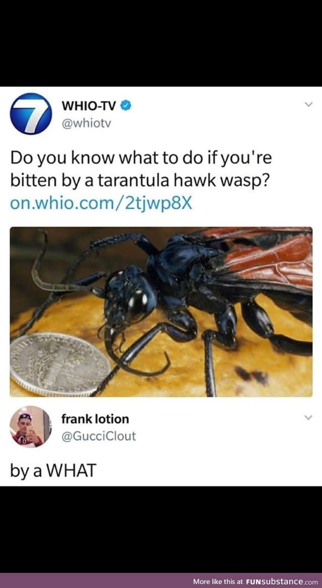 A Tarantula Hawk Wasp Scorpion