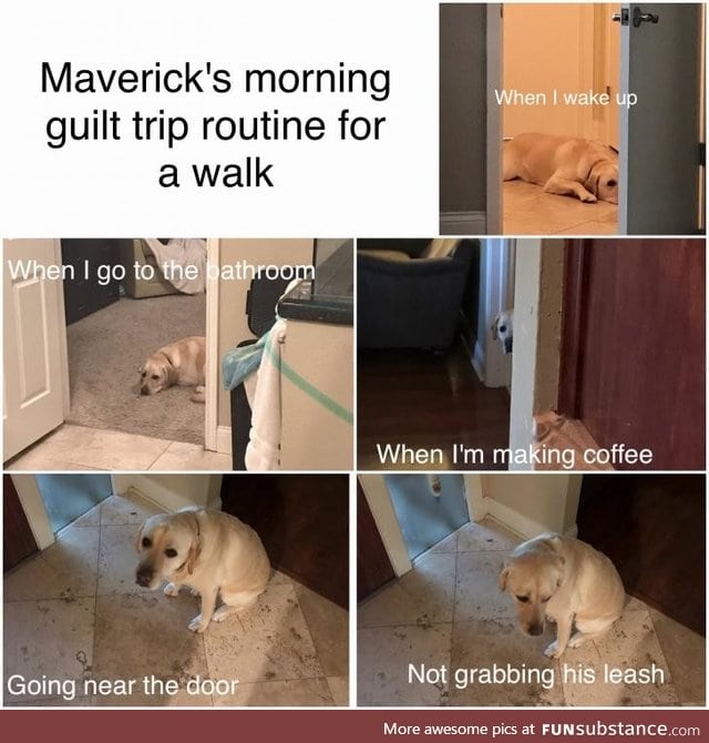 Puppy guilt trip