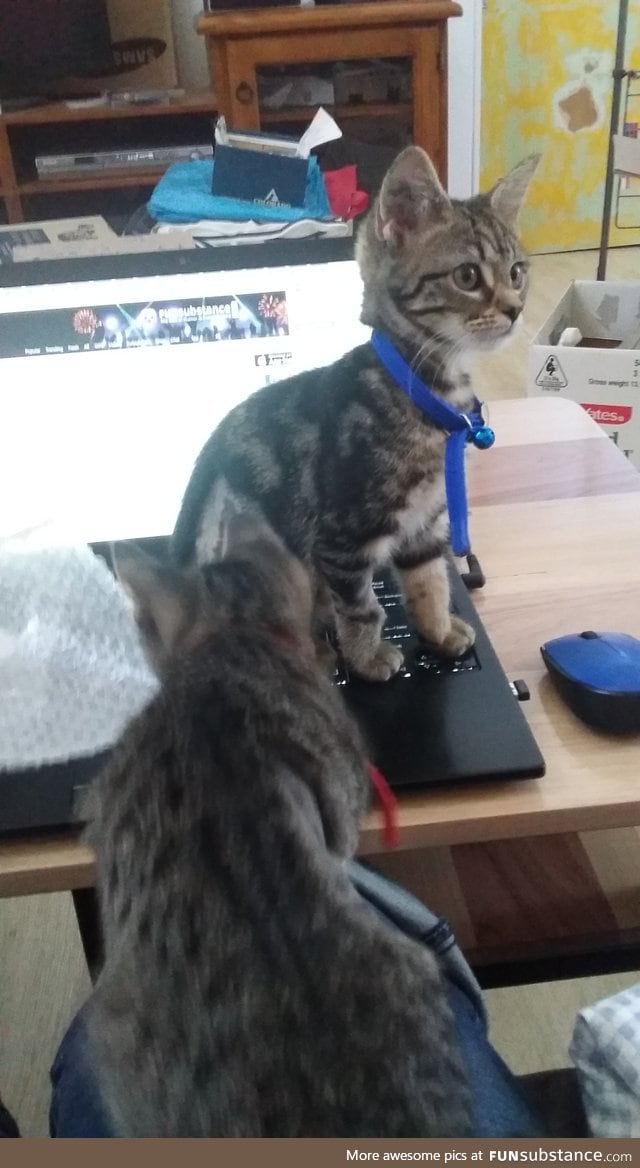 Trying to look at funsub but kittens