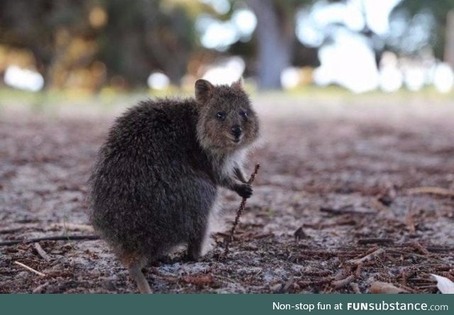 This quokka looks like he's ready to guide you on a special quest