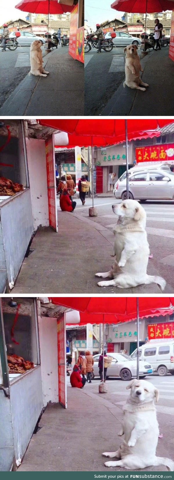 Doggo shamelessly begging for food