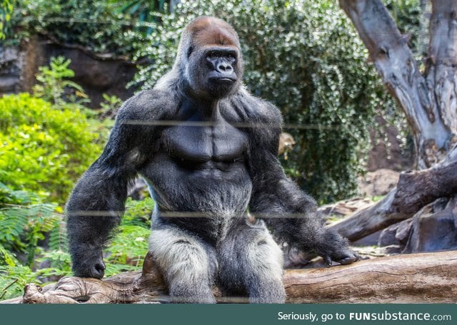The impressive musculature of a Gorilla