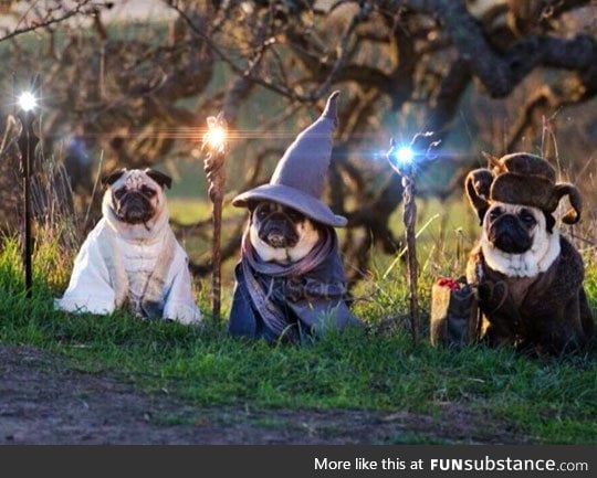 The lord of the pugs