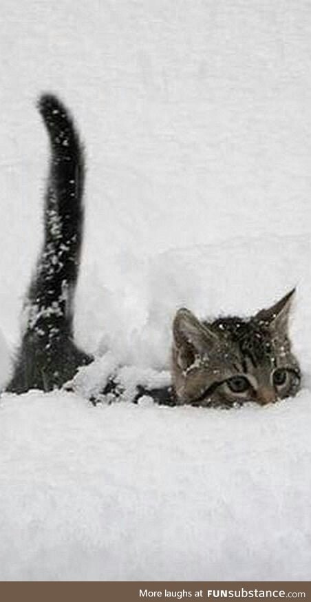 From under the snow, a cat appears