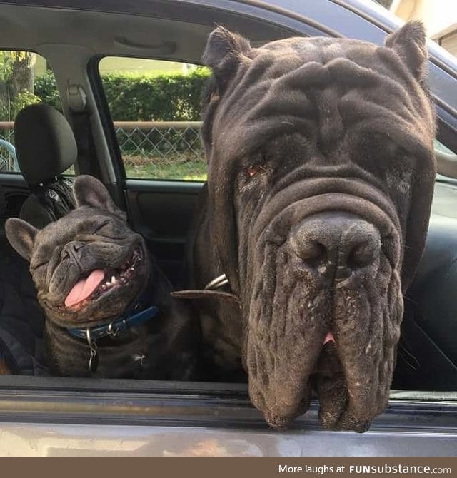 Never leave your dogs in a hot car, they might melt