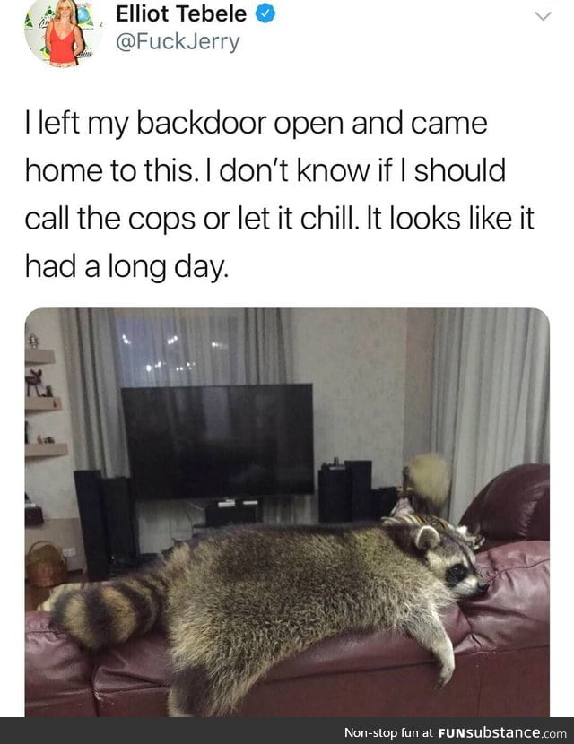 Raccoon and chill