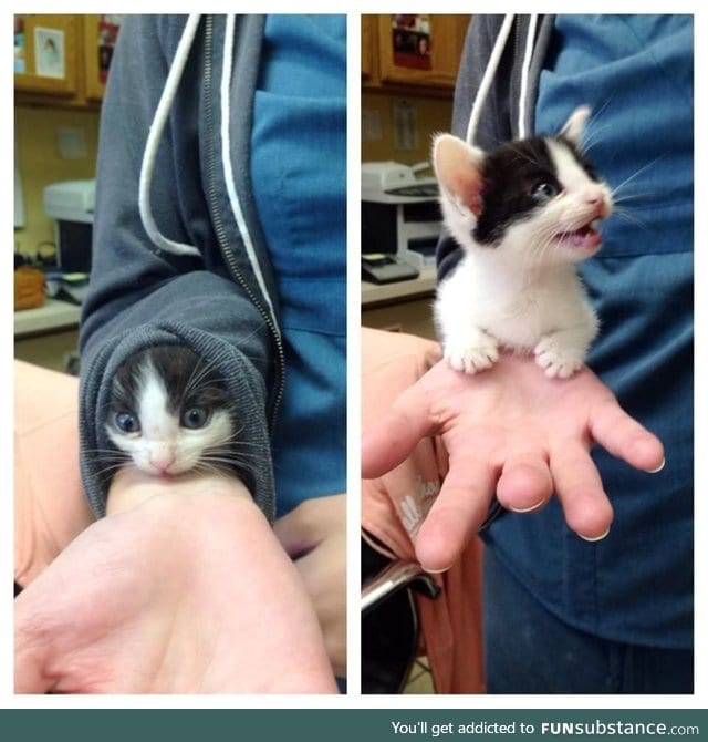 Kitten up the sleeve