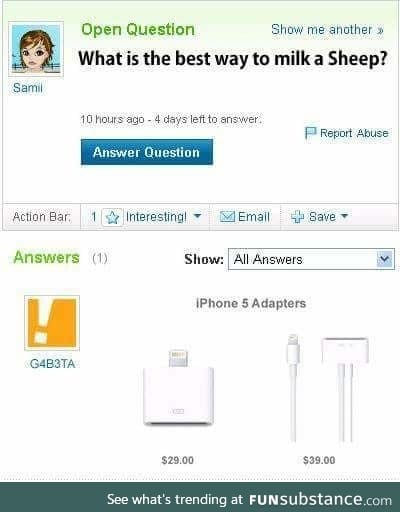 Milking sheeps