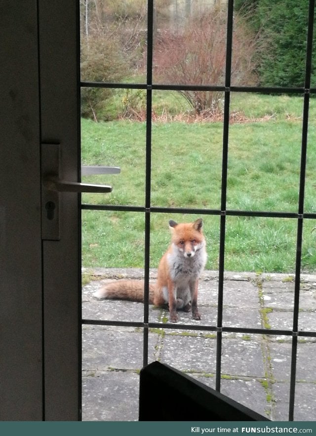 Feed a fox once and he'll gonna show up like this everyday
