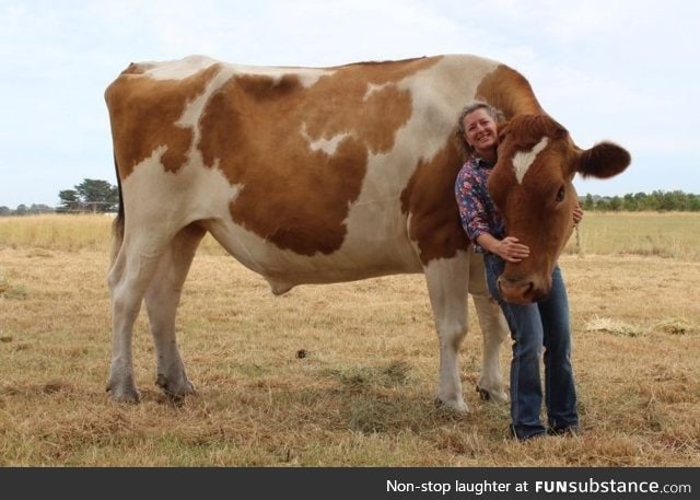 Big Moo is thought to be the largest cow in Australia, standing at 186 centimetres/6ft 1