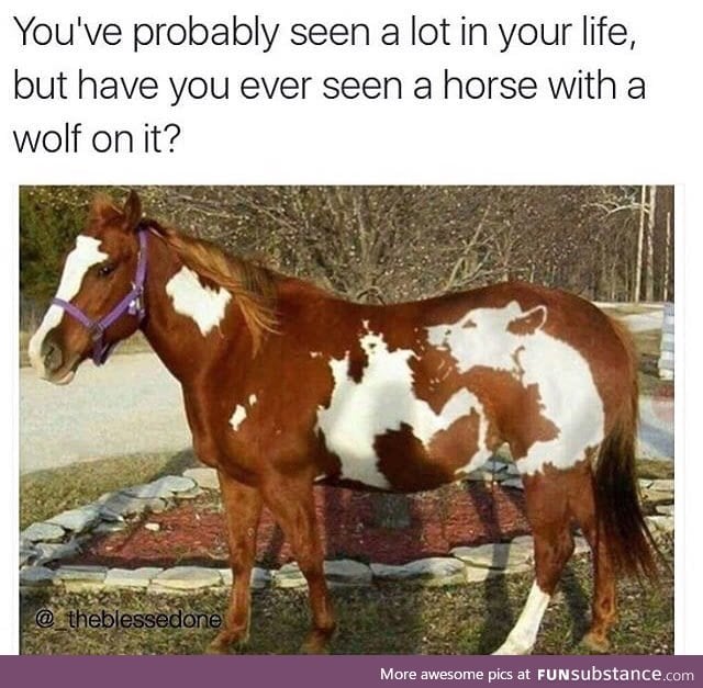 Horse with a wolf marking. One in a million
