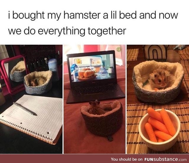 Cute hamster bed