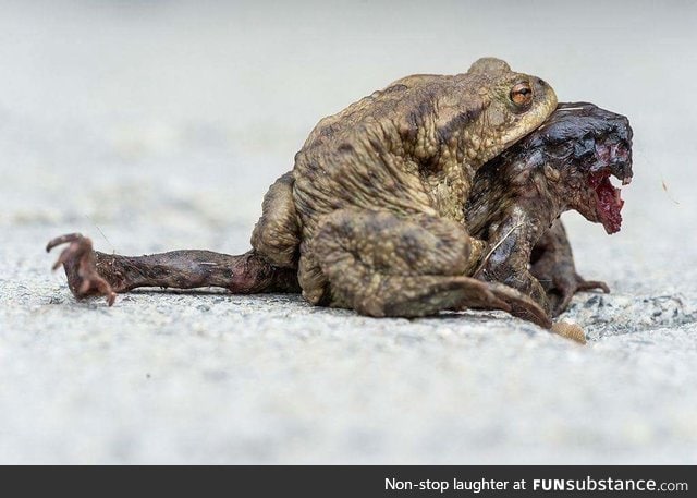 Female toads head was eaten alive by parasitic blowfles, but the male toad still tries