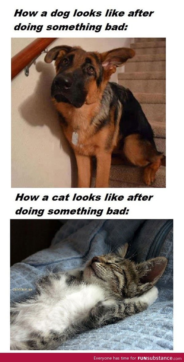 The reason why I prefer dogs over cats