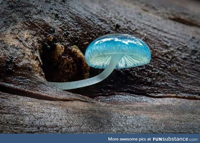 A blue Mycena mushroom
