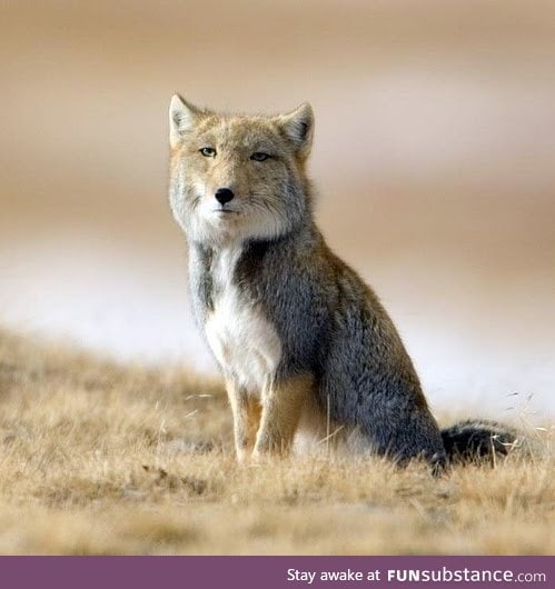 The Tibetan Sand Fox looks like a cross between Nicolas Cage and normal fox