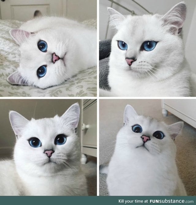 This Cat Has a Better Eyeliner Than You'll Ever Have in Your Entire Life
