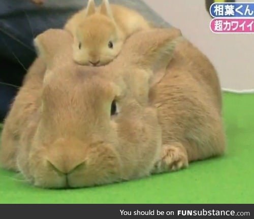 A bunny with a bunny hat!