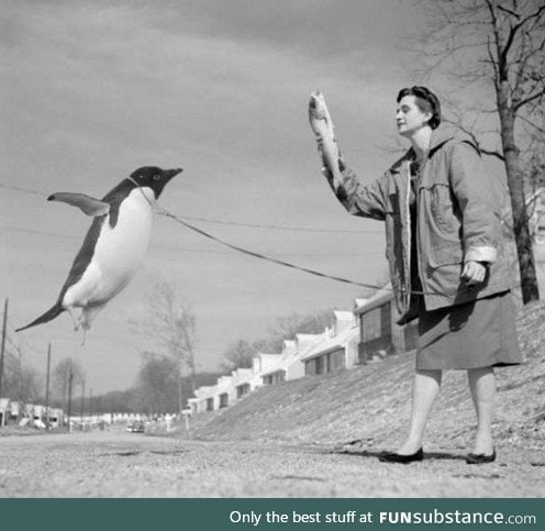 If you give a penguin a fish