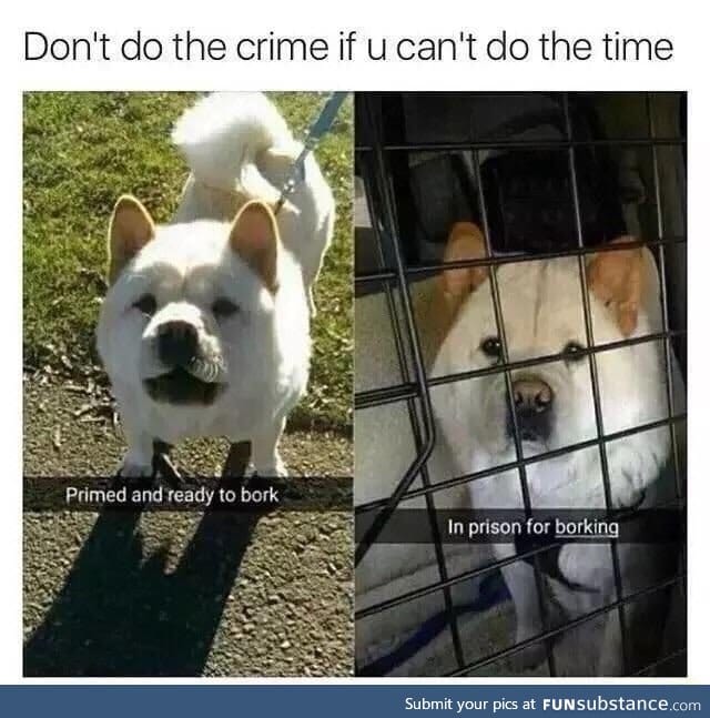 A message to doggos everywhere