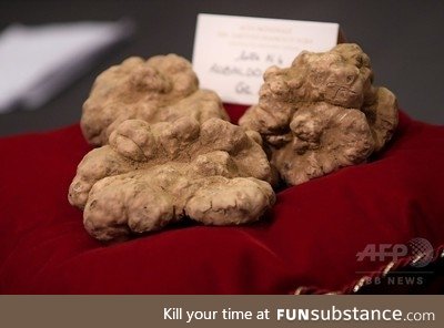 This white truffle weighing 850g or about 2 lbs just sold for $119,000