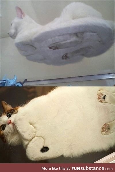 Cat loaves from the bottom