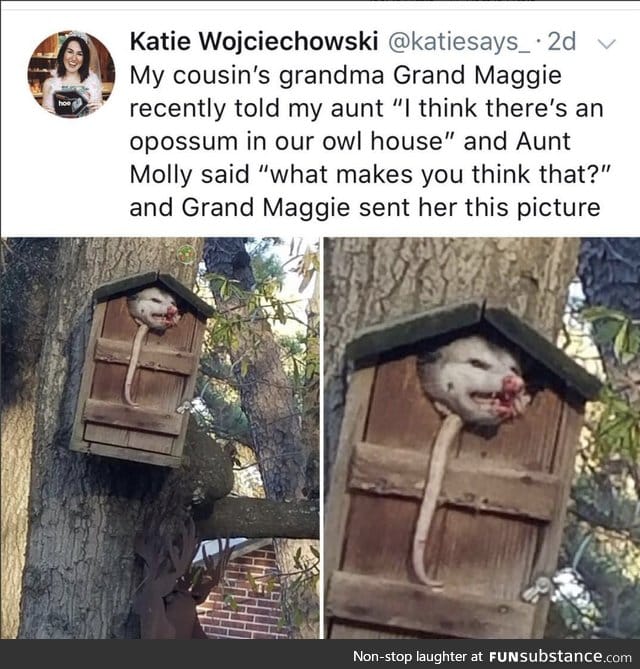It's the opossum's house now