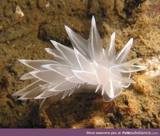 Marine invertebrates are really cool
