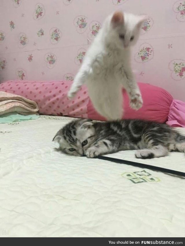 Very sad picture: The soul leaves the kitty's body