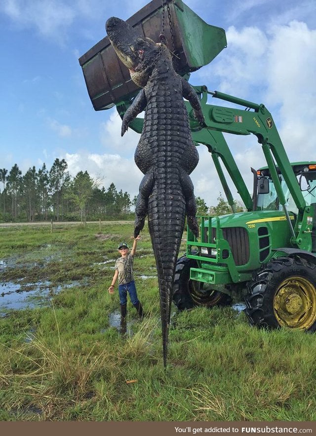 15-feet-long, 800-pound alligator