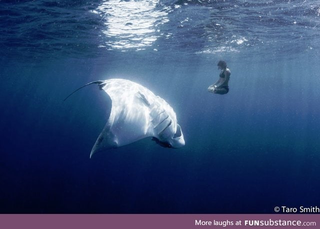 Woman peacefully engaged in an underwater yoga pose beside a 1,500 lb manta ray