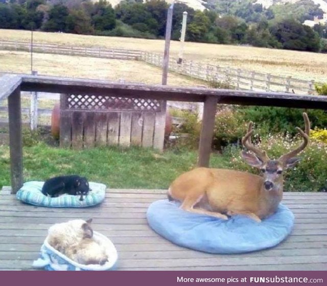 The homeowner said that the buck shows up everyday, so they gave him a bed too