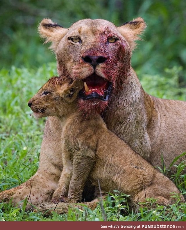 Lioness lost a tooth fighting for her cub. A mothers love