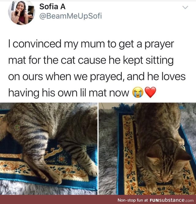 Cat mat