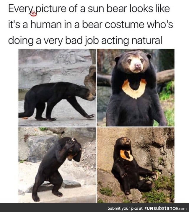 Looks like a fake bear