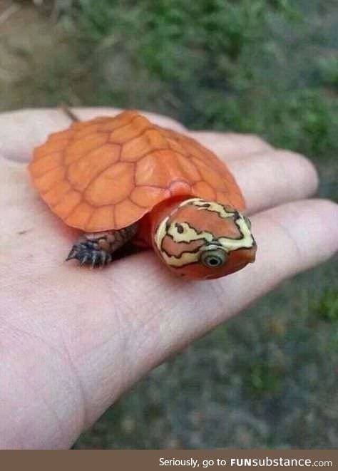 An unusually bright orange baby Big-headed Turtle