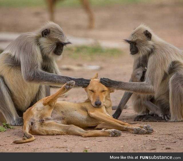 Volunteer monkeys groom the local stray pupulation