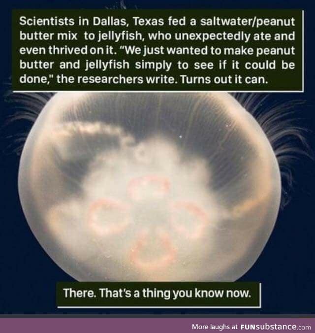 Peanut butter jellyfish