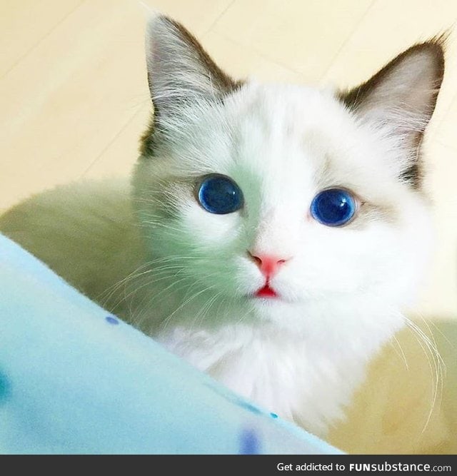 Pretty blue eyes