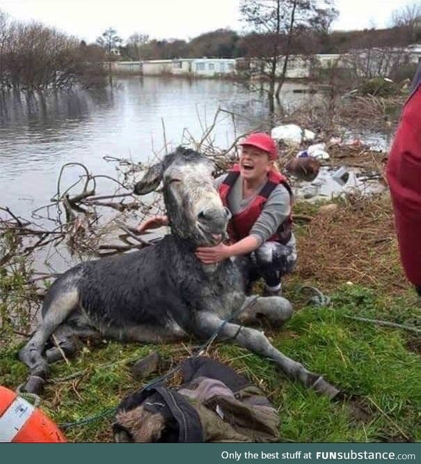 Donkey smiles after being rescued from flood in Ireland