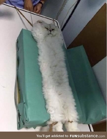 This cat getting an MRI