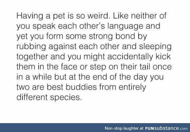Having a pet is awesome