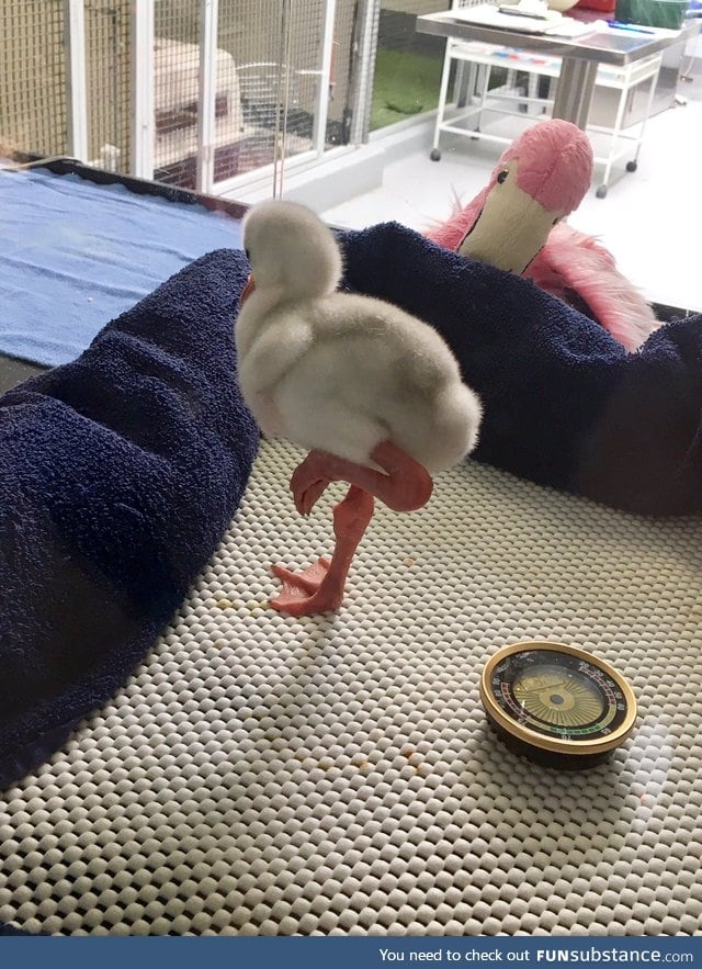 Stop what you’re doing and look at this baby flamingo doing the flamingo leg