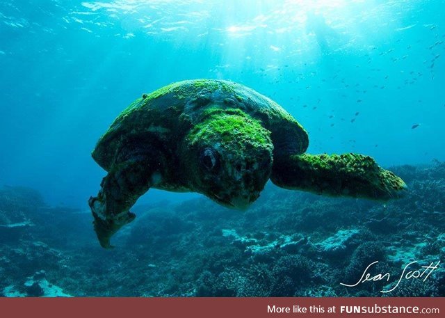 A beautiful 100 year-old turtle. Southern Great Barrier Reef, Australia