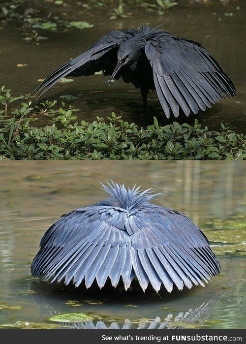 Black Heron shades water with wings to see its prey better