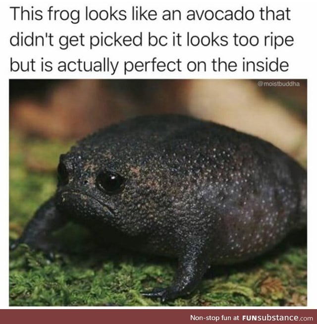 Avocado looking frog