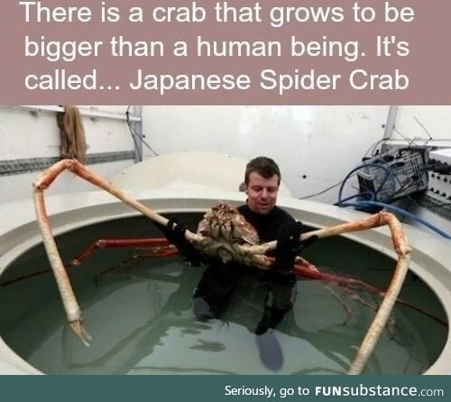Gigantic crab