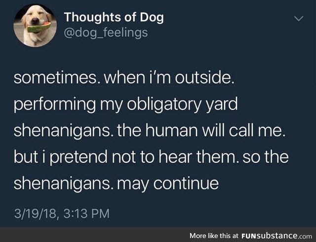Thoughts of Dog: Shenanigans