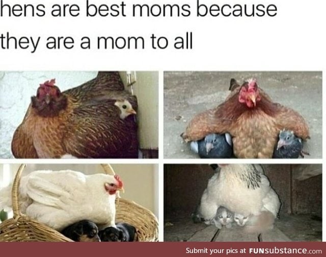 Hens are great moms